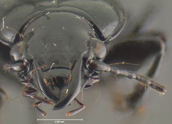 Media type: image;   Entomology 32963 Aspect: head frontal view